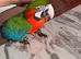 Baby Harlequin macaw Glasgow