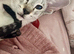 Siamese kitten