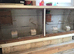 Complete budgie setup, including budgies.