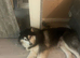 Husky for sell