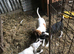 Jack russel cross beagle