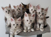 Tica registered maine coon kittens