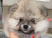 Beautiful Pom puppies for sale in Gainsborough