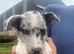 2 Blue Merle Bitch pups