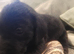 7 Beautiful Black Labrador puppies (Working Lines)