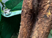 Amazon milk frog with set up