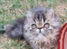 Last GCCF registered persian kitten