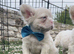 Pink fluffy blue eyed French bulldog