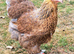 Brahma Pullets