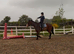 17.2hh draft mare , weight carrying ,novice ride