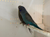Black face black wing (bfbw) pair