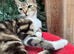 FEMALE CATS NEEDING NEW LOVING HOME/S