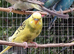 Young Budgies for sale