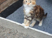 Maine coon kittens