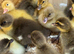 Beautiful Ducklings available