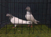 Pakistani highflier pigeon pair