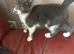 Female kitten looking for a loving home