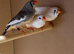 3 hen zebra finches