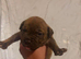Beautiful mastiff cross puppies
