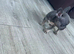 Blue and tan French bulldog