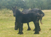 Beautiful Registered Dales Ponies - section a colt & filly foals