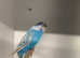X3 pairs adult budgies