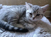 Gorgeous kittens looking sweet home