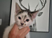 2 male kittens