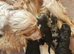 Cockerpoo puppies