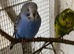 Young budgies for sale