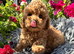 5 BEAUTIFUL RED MINIATURE POODLE PUPPIES RED & CREAM