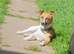 Male Jack Russell for sale