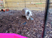 Friendly vaccinated male mini lop 14 months