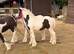 Cob weaned colts
