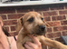 13 week patterdale male