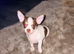 Dog chihuahua