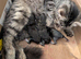 Absolutely beautiful kittens ready now for furever homes!