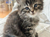 Now reduced only 1 Persian cross kittens