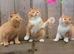 Pedigree British Shorthair Kittens