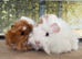 Guinea pig sows/girls