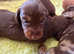 Miniature long haired dachshund