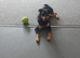 10 month old dog
