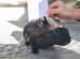 Baby guinea pigs for sale