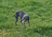 Blue male whippet