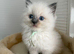 Ragdoll kittens