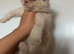2 boy maine coons left!!