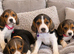 Full beagles