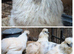 Silkie Hatching Eggs
