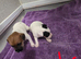 Jack russell pups