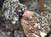 Breeding trio of milliefluer pekins 1 cockerel and 2 hens very fertile